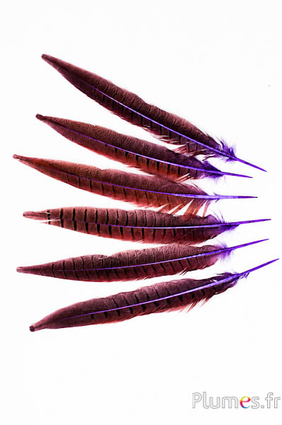 Fazant van Colchis - 20-30 cm - violet